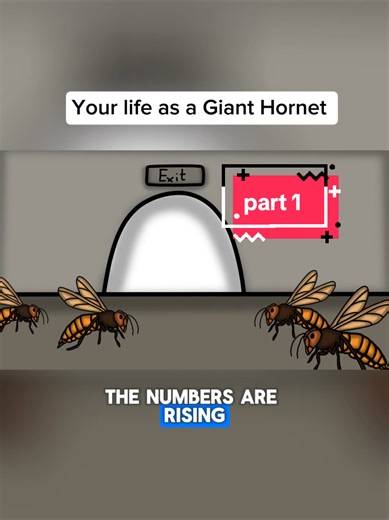 The Life Cycle of a Giant Hornet: From Larva to Predator