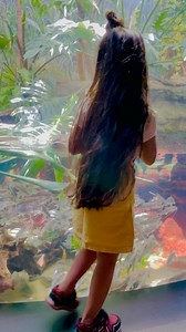 5.9K views · 78 reactions | Shedd Aquarium is an indoor public aquarium in Chicago. Opened on May 30, 1930, the 5 million US gal aquarium holds about 32,000 animals and is the third largest aquarium in the Western Hemisphere, after the Georgia Aquarium. #chicago #sheddaquarium #animals #SummerVibes #summer #summerfun #usareels #usa #BDS #bdcommunity #turkey | It’s Amirah’s Diary | Facebook