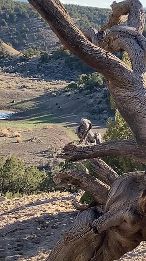 Getting up close and personal! • #Hunting#outdoors #thuntco #hunt #deerhunting #fishing #hunter #bowhunting #huntingseason #tactical #camping #deer #survival #nature #photography #jakt #archery #hiking #elk #deerseason #guns #rifle #model #knives #huntinglife #huntingfuel #duckhunting #bushcraft #bhfyp #thuntco #targethuntco | HuntingFuel