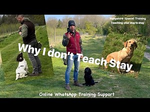Training Your Dog to "Stay" (How to Teach Your Dog the "Stay" Command)