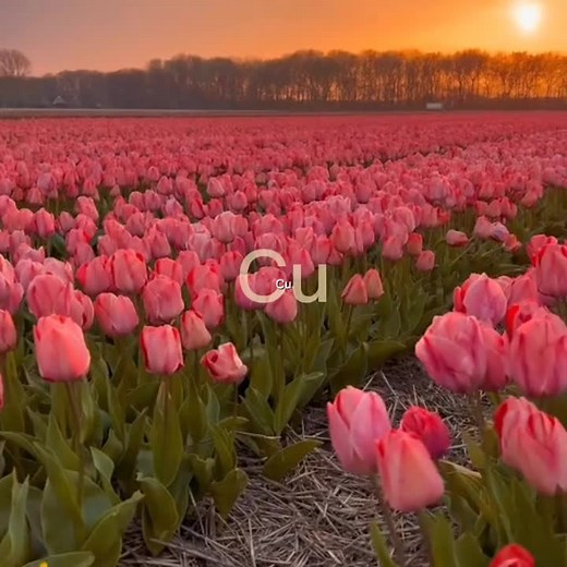 Tulipanes: La Belleza de las Plantas