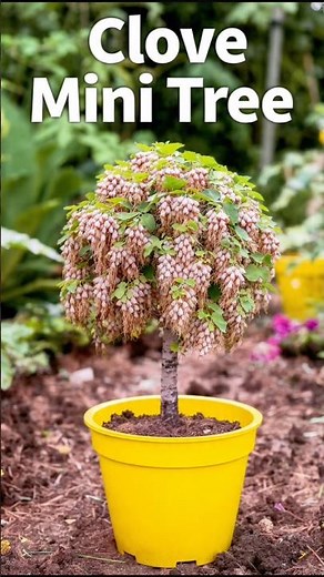 How to Grow Clove Plant at Home from Onion | Easy Gardening Tips