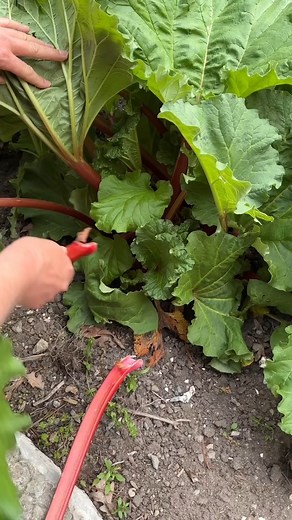The best pie to ever exist - rhubarb crumble 襤 #pie #delicious #baking #summer #spring #baker #bake #crust #piedough #dough #sweet #savoury #garden #food #foodie #foodporn #icecream #foodlover #foodstagram #cook #rhubarb #lemon #oats #crumble #rhubarbpie #rhubarbcrumble #dessert #eat #eats | Figs and fizz | Facebook