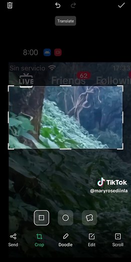 Giant Snake in Congo Rainforest: Real Video Footage