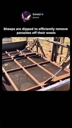 This is how sheep parasites are removed🐑