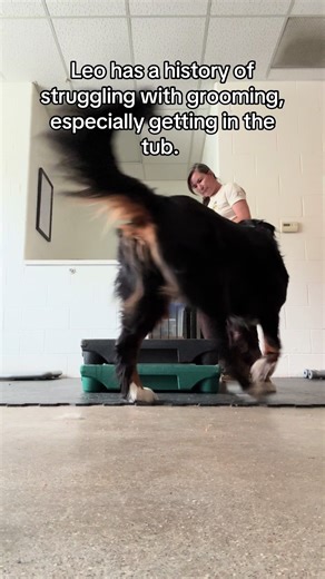 Fear of grooming is one of the most frequent problems we see. Nobody ever asks WHY dogs are afraid. But that’s a big part of helping resolve their fears! #apleasantdog #fearfreegrooming #dogbehavior #pleaseaskwhy #antecedentbehaviorconsequence