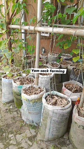 1.4K views · 27 reactions | Babateefood mini farming Yam sack...