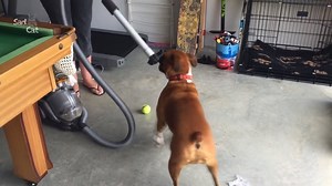 70K views · 485 reactions | #funnyboxers #adorabledogs #iloveboxerdogs | I Love Boxer Dogs | Facebook