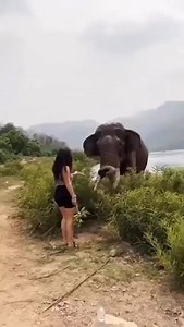 2.7K views · 49 reactions | Elephant attacks woman #animals #elephant #woman | PooPaws | Facebook