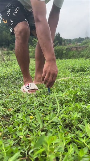 Fishing in Rural Rice Fields with Watermelons