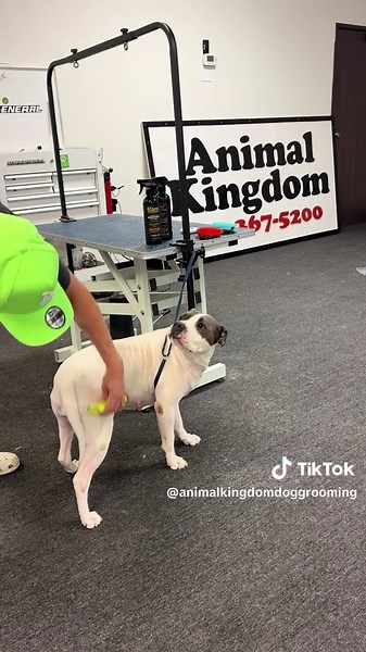Sweet Old Lady Pitbull Dog Bath & Grooming Tutorial