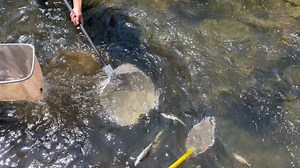 11K views · 152 reactions | Our aquatics biologists sometimes use a...