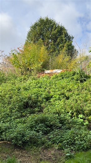 4.7K views · 95 reactions | Someone else who appreciates a leaf pile殺Sleepy Katinka enjoying a sheltered sunspot this morning. We’re open all this week for half term holidays! #Tiger https://lintonzoo.com/ #leafpile #lintonzoo | Linton Zoo | Facebook