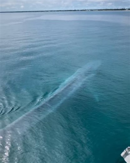 1.4M views · 30K reactions | Not your average ocean sighting  You...