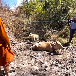 17K views · 797 reactions | Kind Buddhist monks rescue pregnant cow stuck in thick mud!  | MetDaan Animals | Facebook