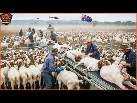 How Australia Processes 2.7 Million Goats Each Year - Modern Goat Farming | Wild Boar Hunting