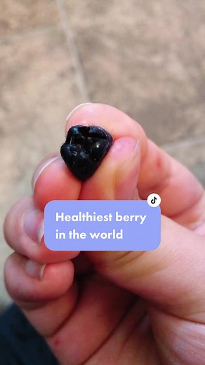Exploring Alaskan Berries: The Taste of Huckleberry and Blueberry