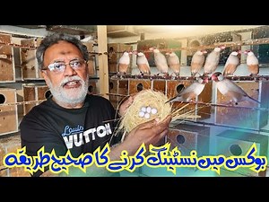 HOW TO MAKE NESTING IN THE JAVA SPARROW BOX ? BEST BIRDS OF PAKISTAN
