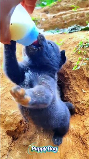 너무 사랑스러워🐶💖 | 愛しすぎる🐶💖. #Puppy #かわいい #강아지 #DogLover #멍멍이 #Adorable