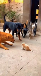 Are you ganging up on me? 😳part2#fyp #funnyvideos #dog #cat #viral | Narongdet Auttha