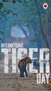 In the rugged landscapes of Rajasthan, the tiger moves with silent majesty, guarded, revered, and wild. This International Tiger Day, celebrate these iconic predators in the wild realms of Rajasthan, where every encounter is a glimpse into nature’s untamed soul. Vc : @chinmayasaxena.wildlife (Instagram) #InternationalTigerDay #TigerDay2025 #WildlifeRajasthan #Wildlife #Rajasthan #RajasthanTourism | Rajasthan Tourism