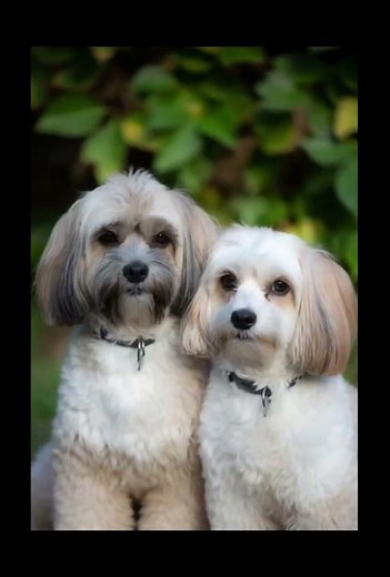 “Cutest Maltese Couple Ever! ❤️ Adorable Dog Love Moments”#shorts