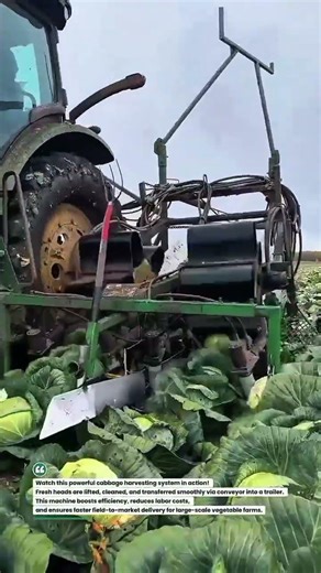 High-Speed Cabbage Harvester Conveyor in Action 🚜🥬 #AgriTech #Farming #Harvest