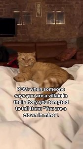 Apollo Kitty Cat on Reels