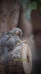 meet the worlds smallest monkey species!