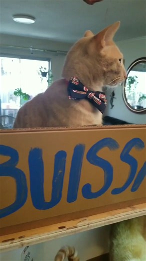 👔Business 😺Cats ☎️Call 🐶Cane | Doug the business cat