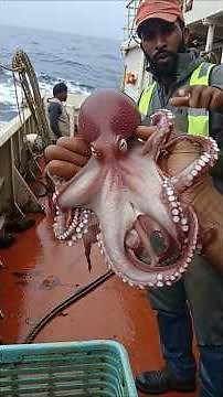 Octopus #facts #amazingfacts #discovery #sealife #oceanlife #octopus #oceanlife #sealife #amazing