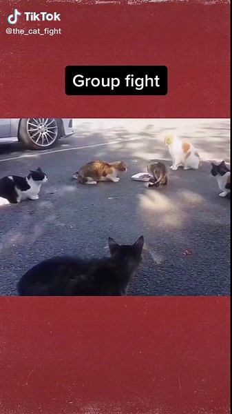Fights of cats on TikTok
