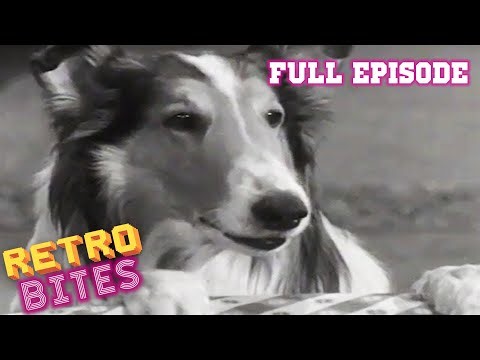 The Best Dog Performances in Movie and TV Shows, Ranked