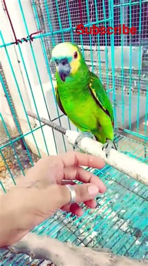 blue fronted Amazon talking parrot #talkingparot #shortvideo #amazonparrot #birds #petlovers