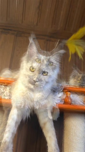 Tiffany AkellaLeader*Ru Color gs | Inna Rybushkina