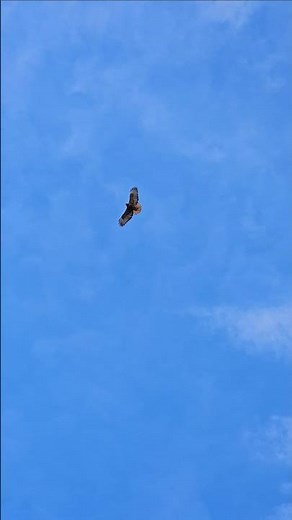 Bird Sounds - RED TAILED HAWK Calls Out Loud As It Soars Above