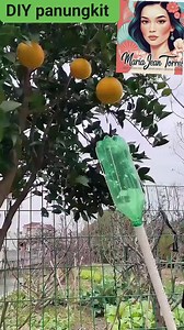 DIY panungkit ng prutas #diy #diycrafts #diyideas #ideas #creative #CreativeIdeas #panungkit #prutas #Bottles #reelsvideoシ #reelsviralシ #reelsfbシ #reelstrending #reelsfacebook | Maria Jean Torres