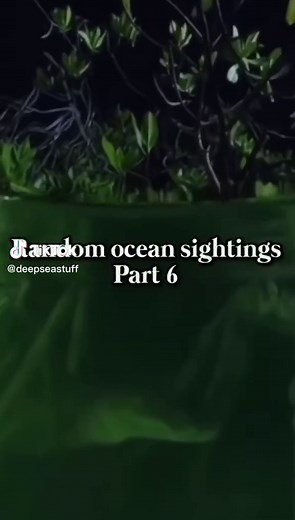 Nomuras Jellyfish: Deep Sea Creepy Ocean Creature Footage