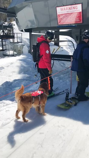 #goodboy The Goodest Boy in Tahoe #Tahoe #fyp #shred #dog #rescuedog