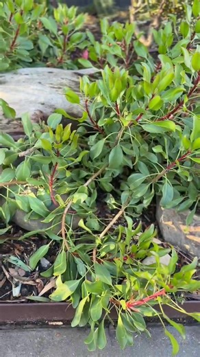 Pruning proteas on stems that have flowered are critical each year. When you do, you’ll send the plant into a growth phase, sending out new shoots for more blooms next year. Remember though, to only prune the stems that have flowered as the ones that haven’t will flower the following season. | Maddingley Botanical