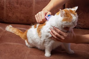 6 Easy Way On How To Get Rid Of Dandruff On Cats