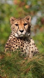 Get ready for an unforgettable adventure this summer at The Big Cat Sanctuary! Meet our majestic big cats and see the incredible conservation work your support makes possible. Tickets sell out fast—secure yours early and be part of our biggest fundraiser of the year! Book now and make a difference. 🧡🐾 | The Big Cat Sanctuary