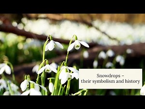 Snowdrops - Their symbolism and history