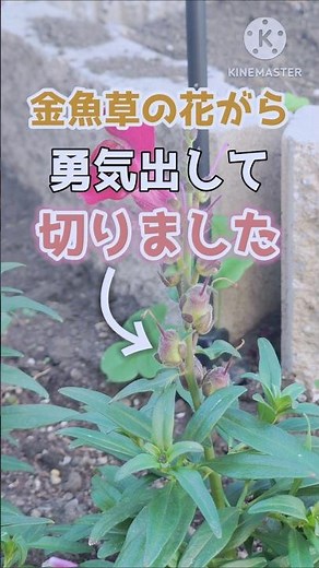 【勇気出して！】金魚草の咲き終わった花の切り方＆見分け方を紹介！#ガーデニング #花 #園芸 #植物 #手入れ #花壇