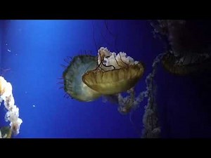 Kurage Life（クラゲライフ）③ 夜の水族館探検ウインター 鴨川シーワールドにて 2021年12月25日 00074