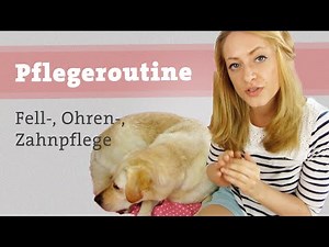 Hund Pflegeroutine Labrador - Fellpflege, Zahnpflege, Ohrenpflege - Zähne putzen? Hundekanal