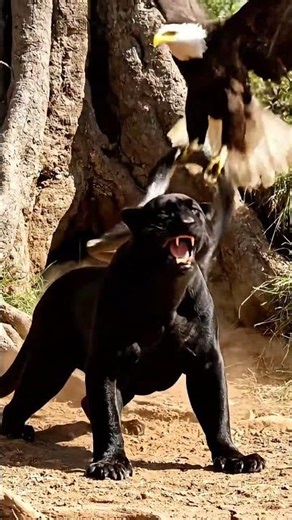 When Hope Is Lost… An Eagle Appears #AnimalRescue #short #rescues #SnakeAttack