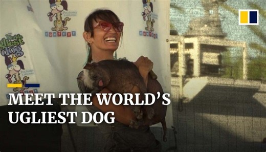 Meet Mr Happy Face, winner of the World's Ugliest Dog contest