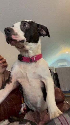 The absolute best cuddle bug 🐞! Ladybug Luna loves to be snuggled! To foster or adopt Luna, visit www.alwaysandfurever.org! #adoptdontshop #lovethislittleredbarn #notyouraverageshelter | Always & Furever Midwest Animal Sanctuary