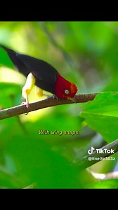 1.5M views · 71K reactions | The mating rituals in the bird world are pretty tough. I need to find their choreographer. What do you think? #RoostersWorldja | Roosters World | Facebook